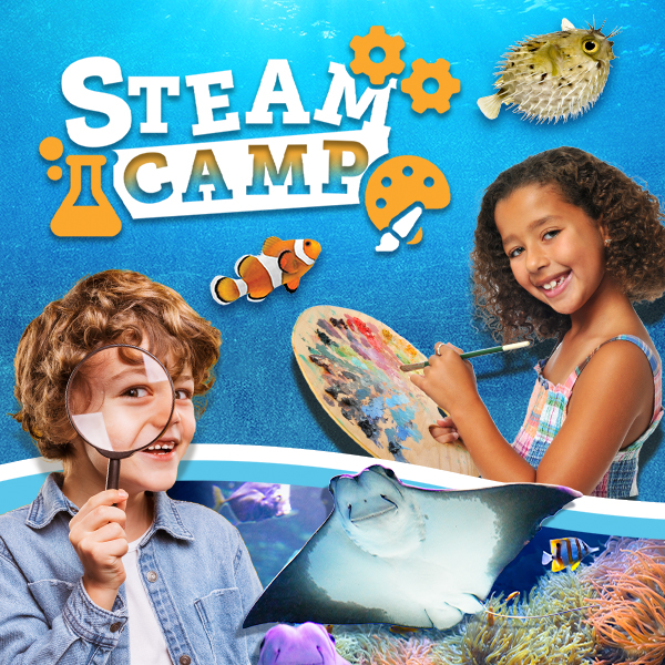 Full Steam Ahead Camp
